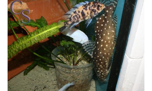 Synodontis angelicus